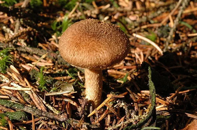 Dokumentasi Inocybe flocculosa — Fotografi