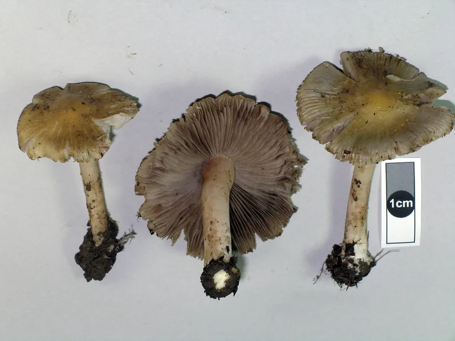 Dokumentasi Inocybe horakomyces — Fotografi