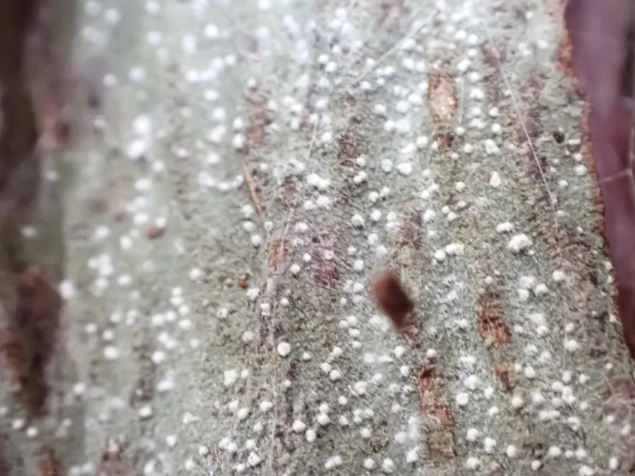 Dokumentasi Inoderma subabietinum — Fotografi