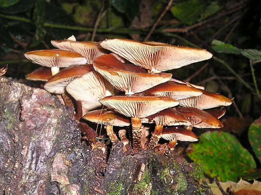 Dokumentasi Kuehneromyces mutabilis — Fotografi
