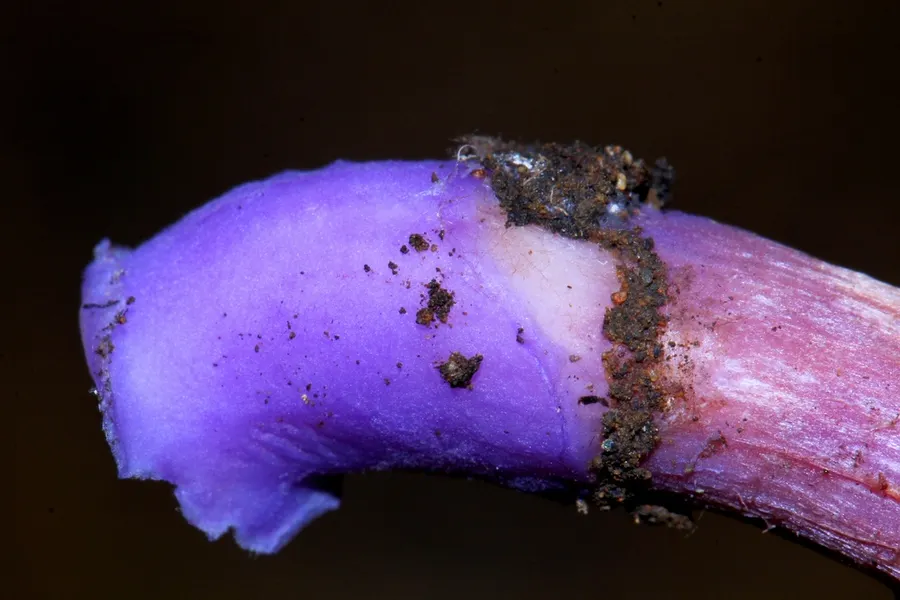Dokumentasi Laccaria bicolor — Fotografi