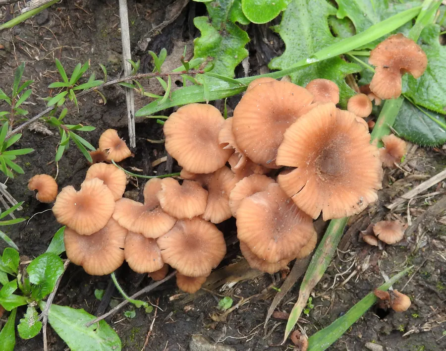 Dokumentasi Laccaria tetraspora — Fotografi