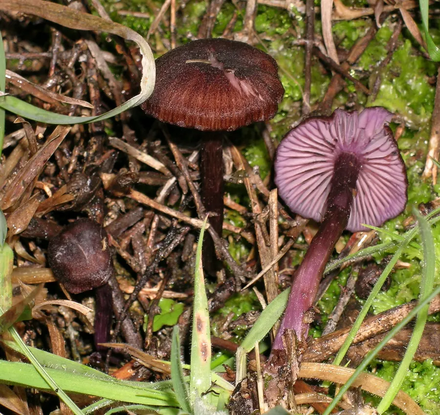 Dokumentasi Laccaria violaceonigra — Fotografi