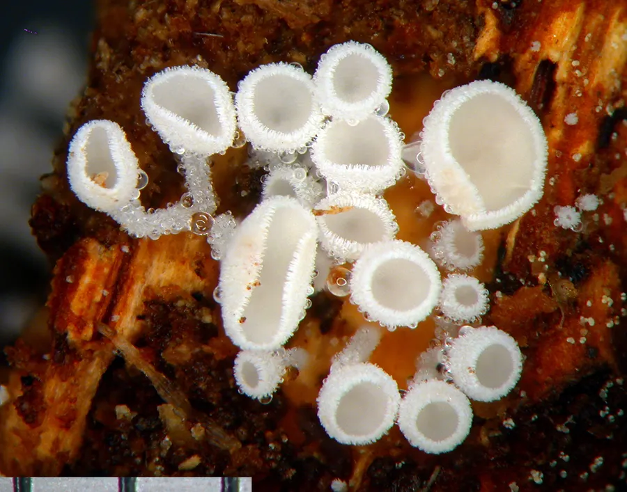 Dokumentasi Lachnum virgineum — Fotografi