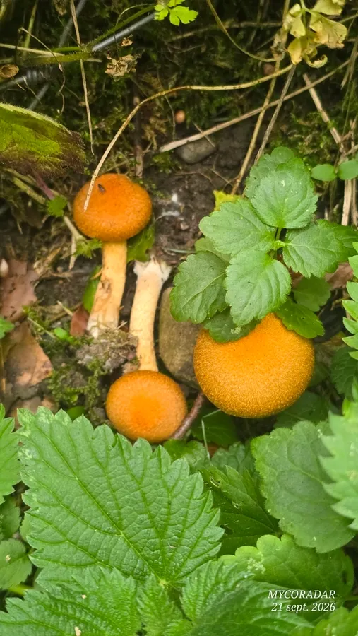 Dokumentasi Lacrymaria pyrotricha — Fotografi