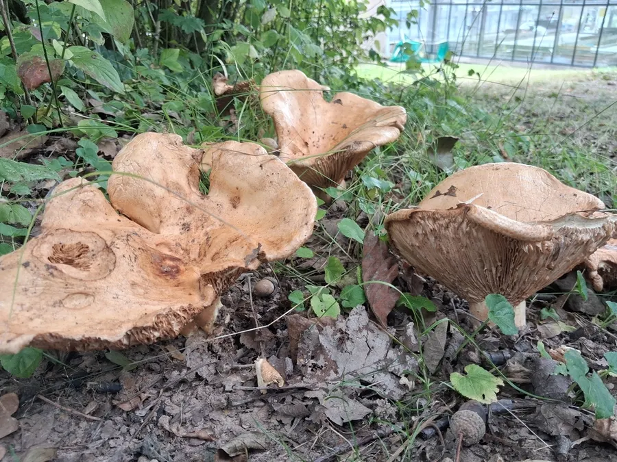 Dokumentasi Lactarius acerrimus — Fotografi