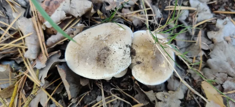 Dokumentasi Lactarius azonites — Fotografi