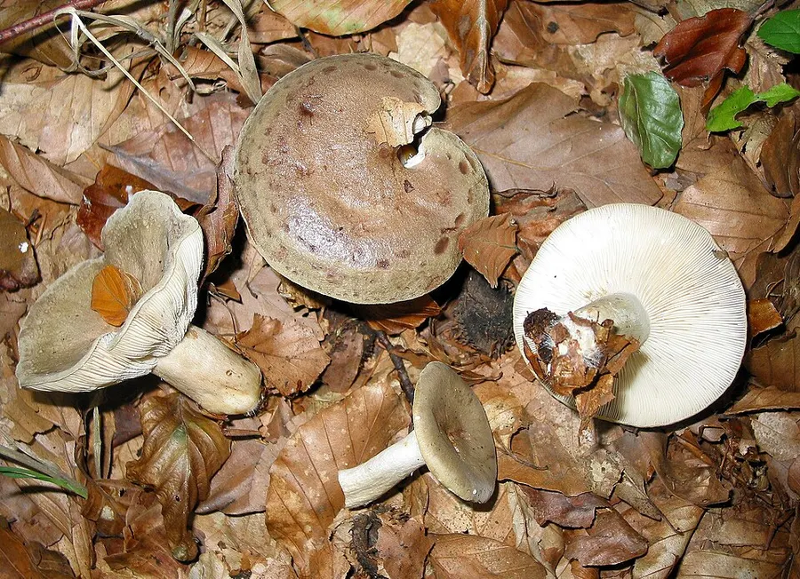Dokumentasi Lactarius blennius — Fotografi