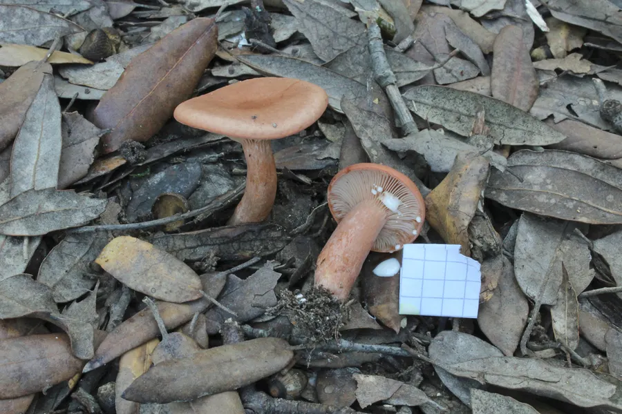 Dokumentasi Lactarius decipiens — Fotografi