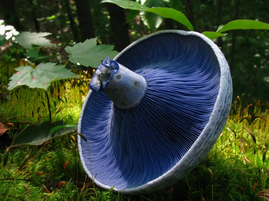 Dokumentasi Lactarius indigo — Fotografi