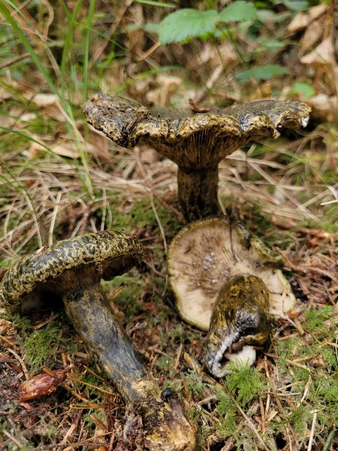 Dokumentasi Lactarius olivaceoumbrinus — Fotografi