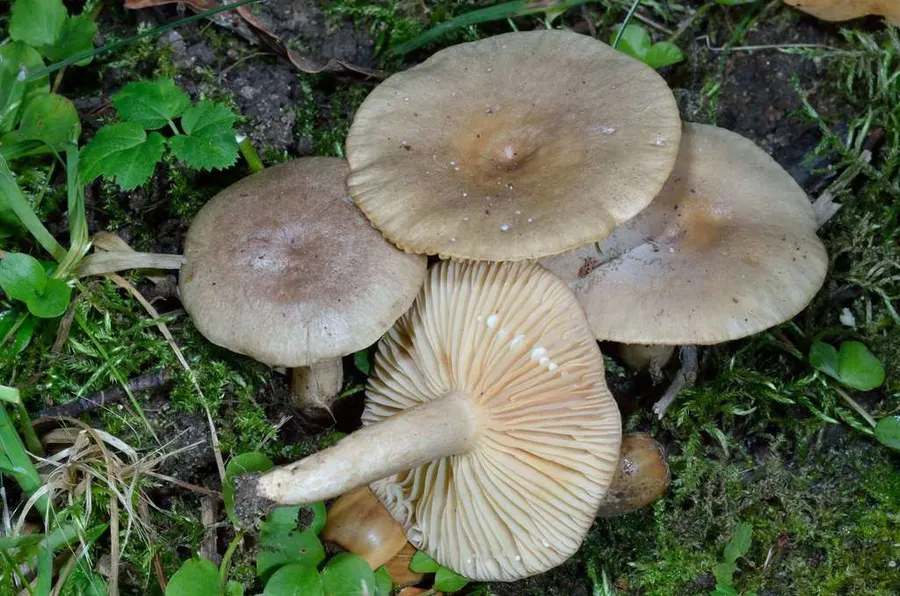 Dokumentasi Lactarius pyrogalus — Fotografi