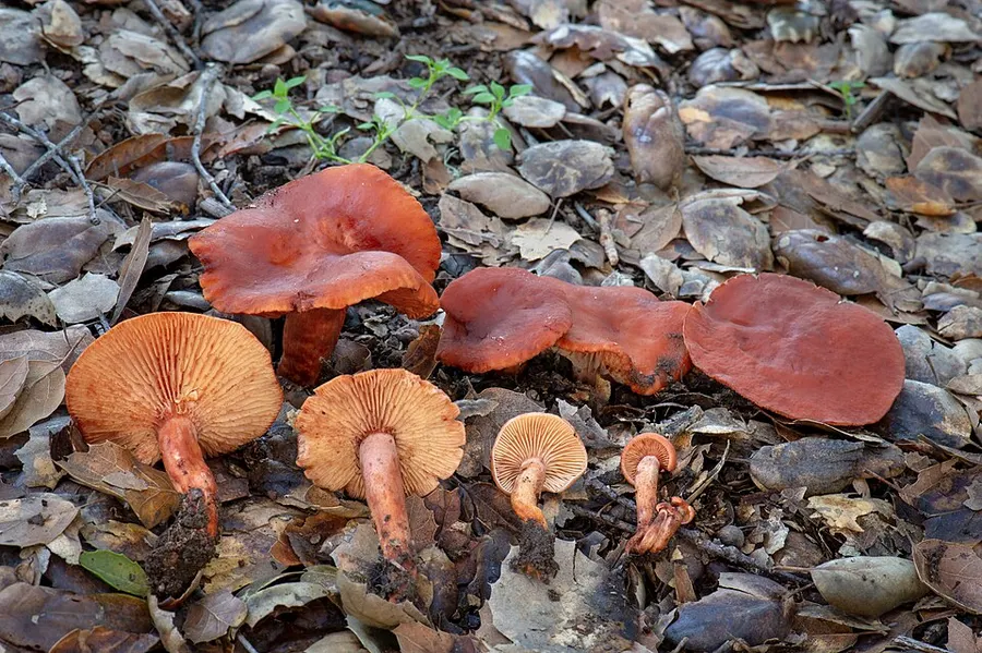 Dokumentasi Lactarius rufulus — Fotografi