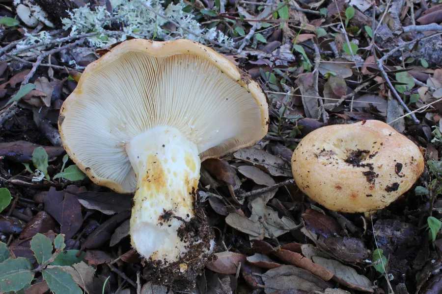 Dokumentasi Lactarius zonarius — Fotografi