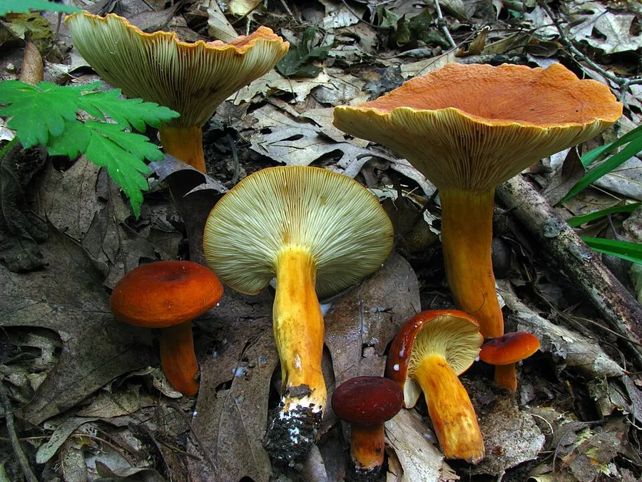 Dokumentasi Lactifluus volemus — Fotografi