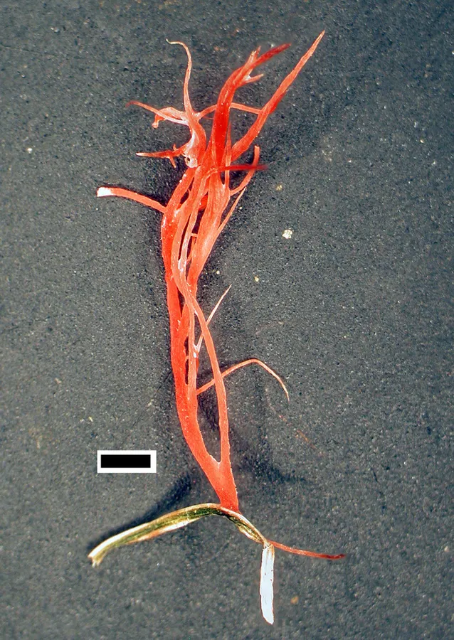 Dokumentasi Laetisaria fuciformis — Fotografi
