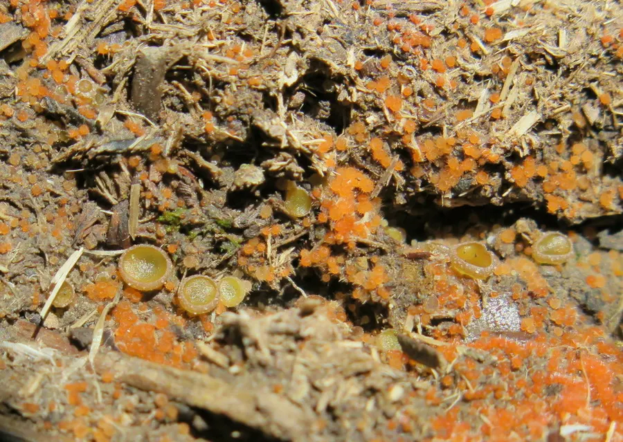 Dokumentasi Lasiobolus ciliatus — Fotografi
