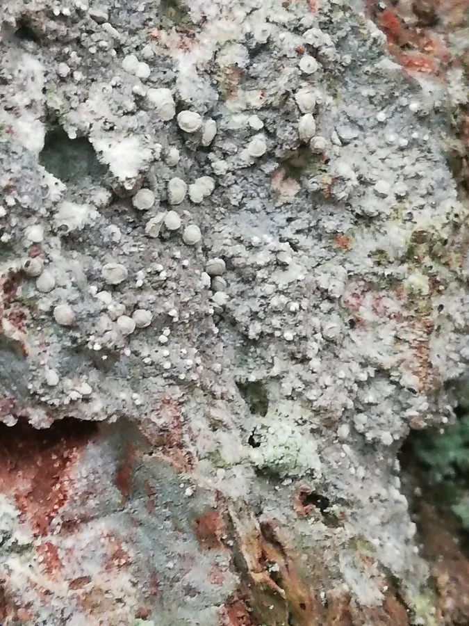 Dokumentasi Lecanactis abietina — Fotografi