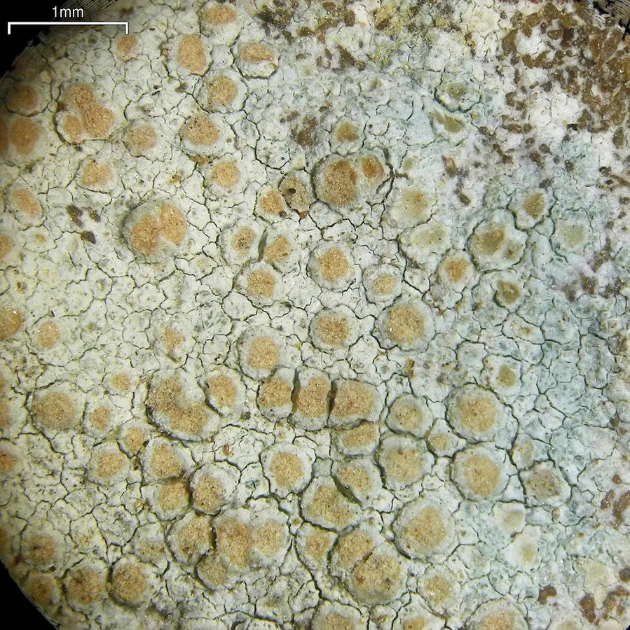 Dokumentasi Lecanora cenisia — Fotografi