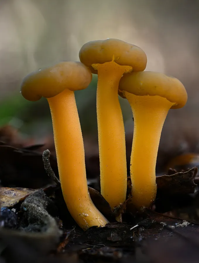 Dokumentasi Leotia lubrica — Fotografi