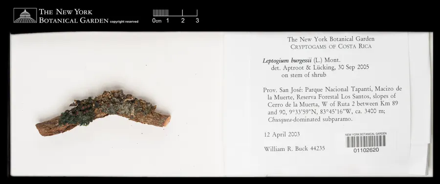 Dokumentasi Leptogium burgessii — Voucher herbarium
