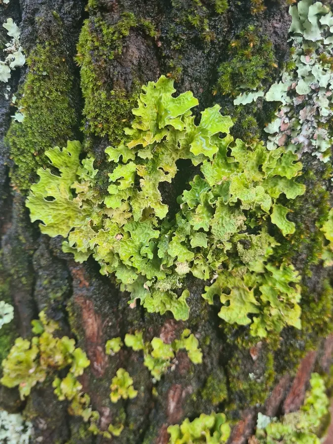 Dokumentasi Lobaria macaronesica — Fotografi