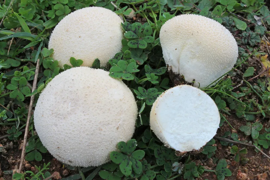 Dokumentasi Lycoperdon pratense — Fotografi
