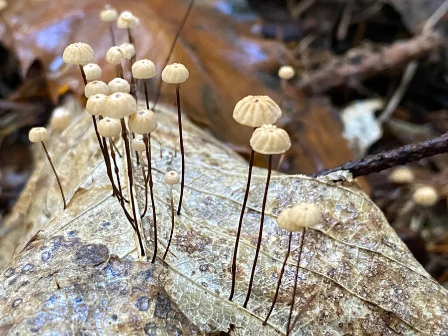 Dokumentasi Marasmius bulliardii — Fotografi