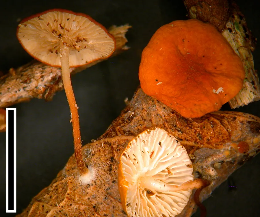 Dokumentasi Marasmius croceus — Fotografi