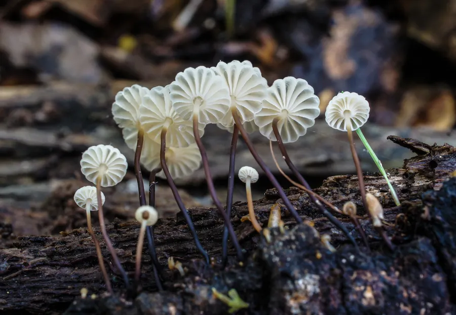 Dokumentasi Marasmius rotula — Fotografi
