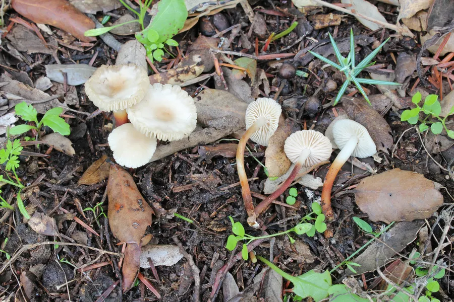 Dokumentasi Marasmius wynneae — Fotografi