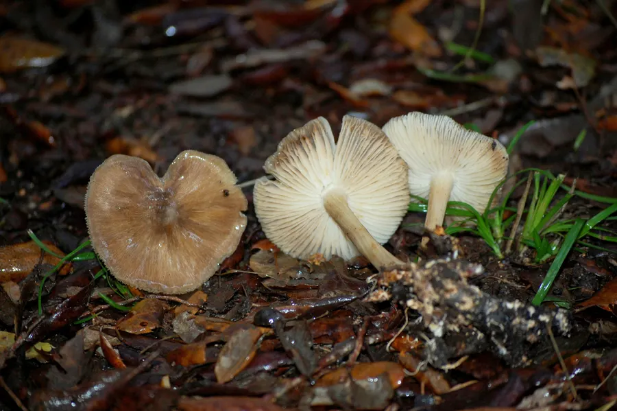 Dokumentasi Megacollybia platyphylla — Fotografi