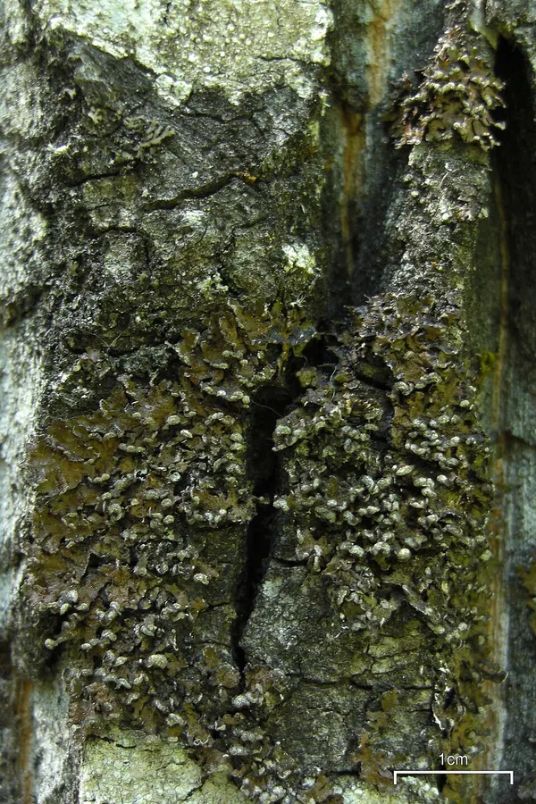 Dokumentasi Melanelixia albertana — Fotografi