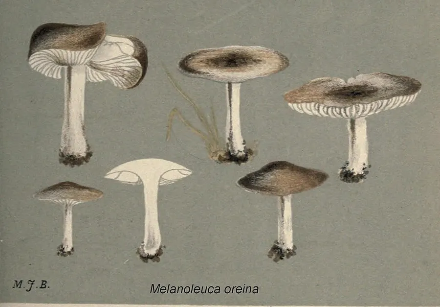 Dokumentasi Melanoleuca oreina — Fotografi