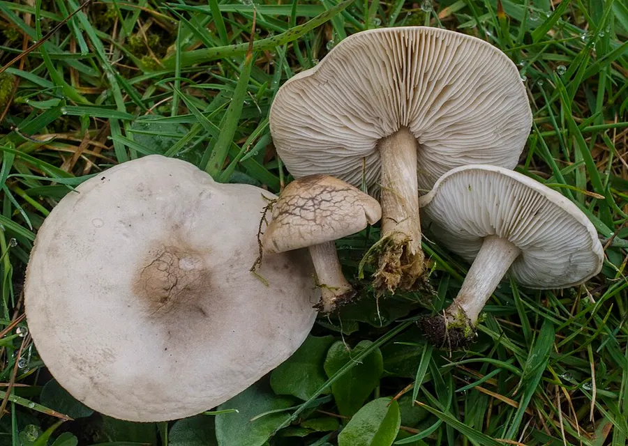 Dokumentasi Melanoleuca subpulverulenta — Fotografi