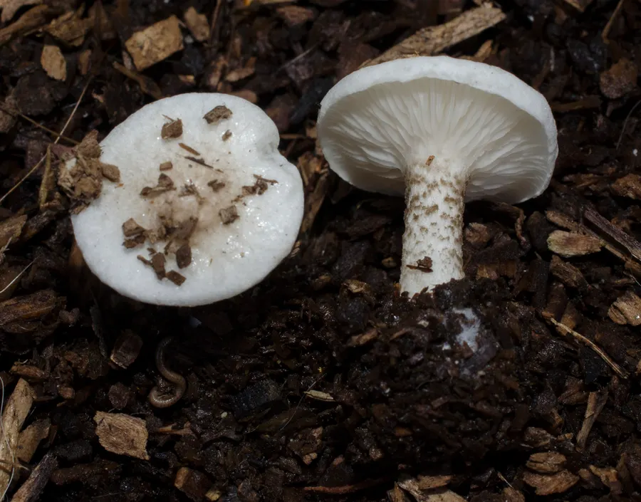 Dokumentasi Melanoleuca verrucipes — Fotografi