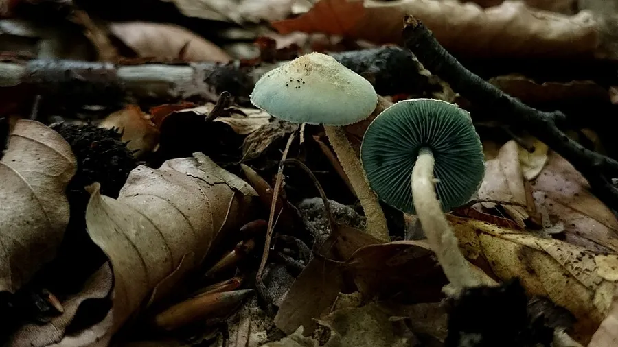Dokumentasi Melanophyllum eyrei — Fotografi