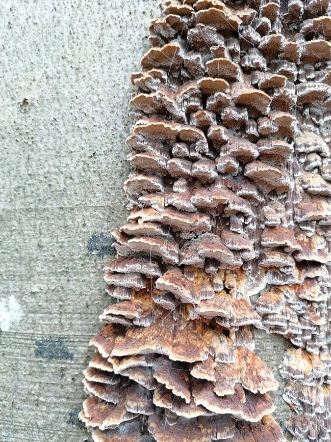 Dokumentasi Mensularia nodulosa — Fotografi