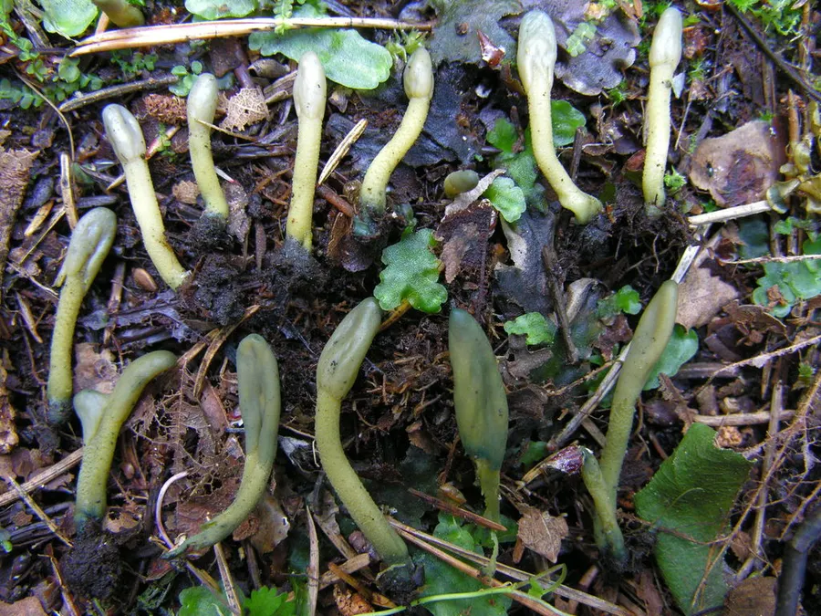 Dokumentasi Microglossum viride — Fotografi