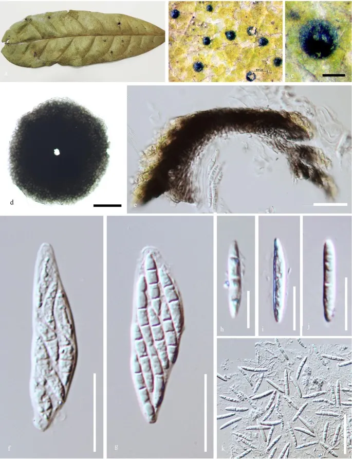 Dokumentasi Micropeltis phetchaburiensis — Pelat ilmiah