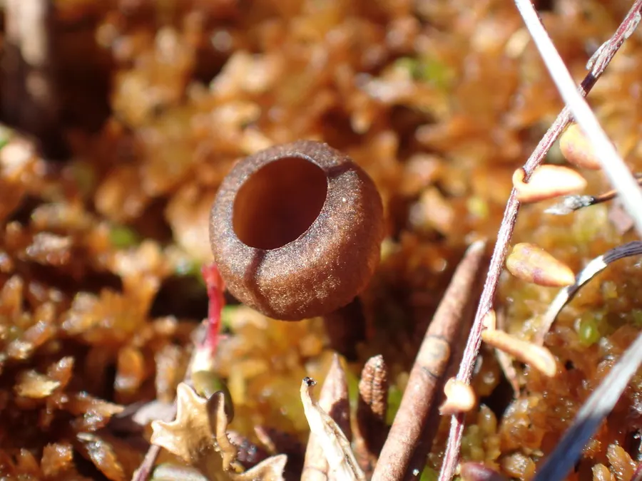 Dokumentasi Monilinia oxycocci — Fotografi