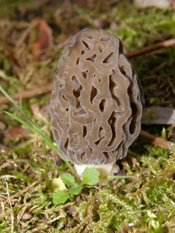 Dokumentasi Morchella mediterraneensis — Fotografi
