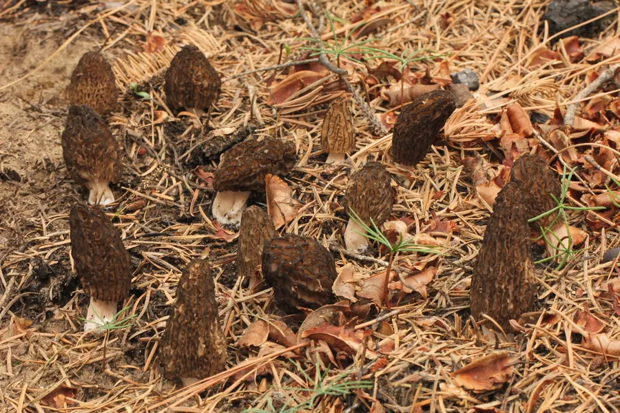 Dokumentasi Morchella sextelata — Fotografi