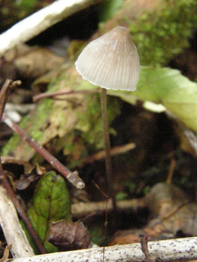 Dokumentasi Mycena filopes — Fotografi