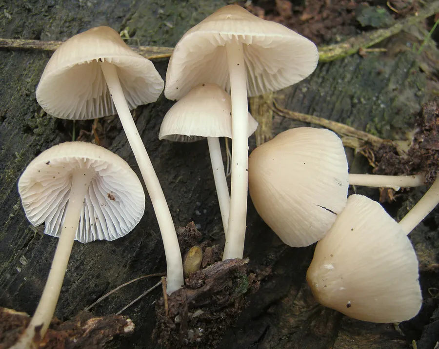 Dokumentasi Mycena galericulata — Fotografi