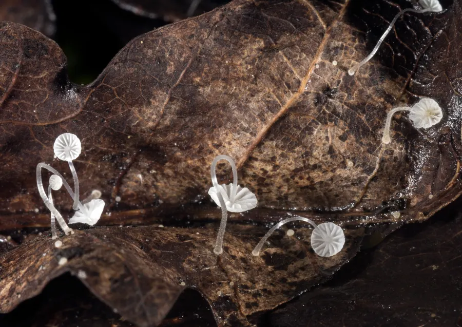 Dokumentasi Mycena mucor — Fotografi