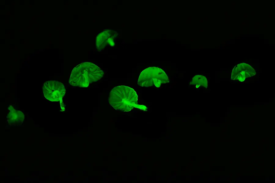Dokumentasi Mycena nebula — Fotografi