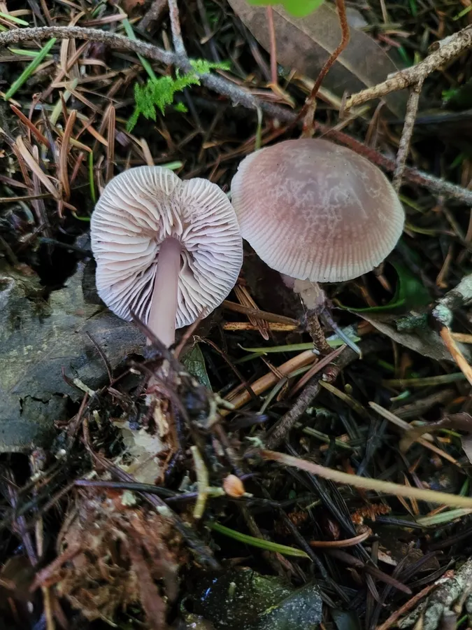 Dokumentasi Mycena pura — Fotografi