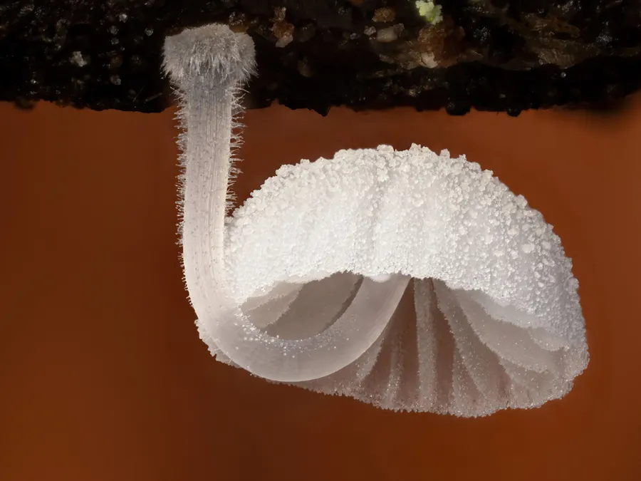 Dokumentasi Mycena tenerrima — Fotografi