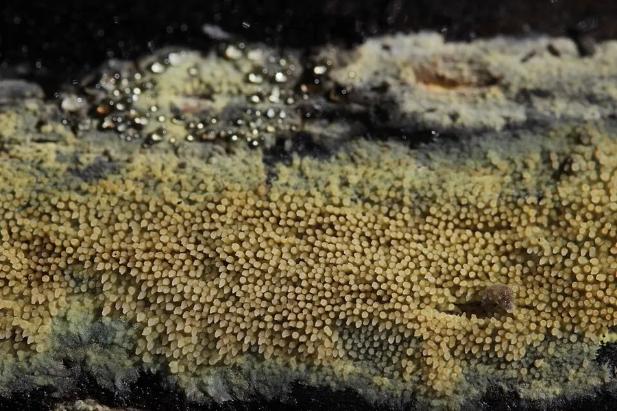 Dokumentasi Mycoaciella bispora — Fotografi